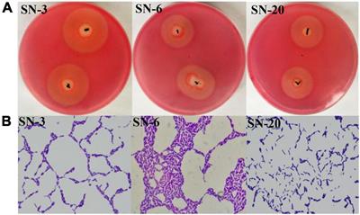 A buffalo rumen-derived probiotic (SN-6) could effectively increase simmental growth performance by regulating fecal microbiota and metabolism